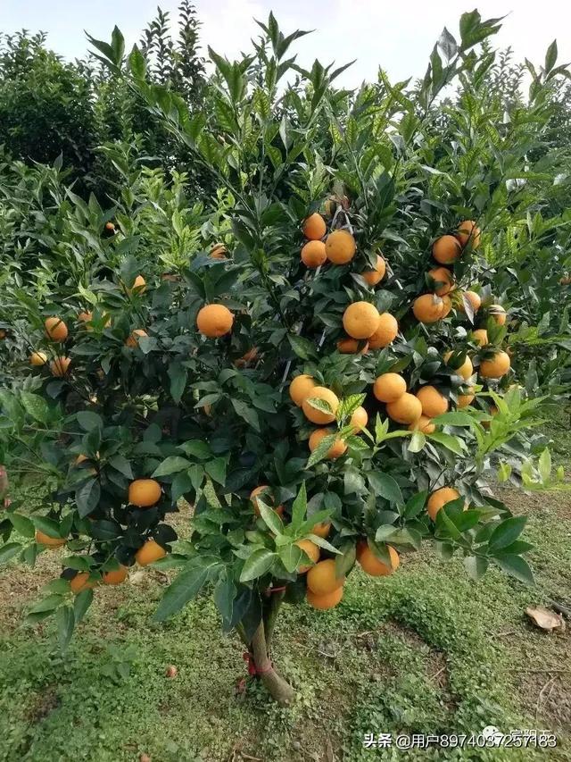 桂林：应季水果大量上市后，水果价格回落，苹果价格降了一半, 你怎么看？
